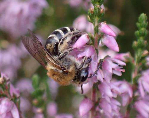 Réf. 335 575 : Colletes succinctus